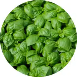 Basilicum olie