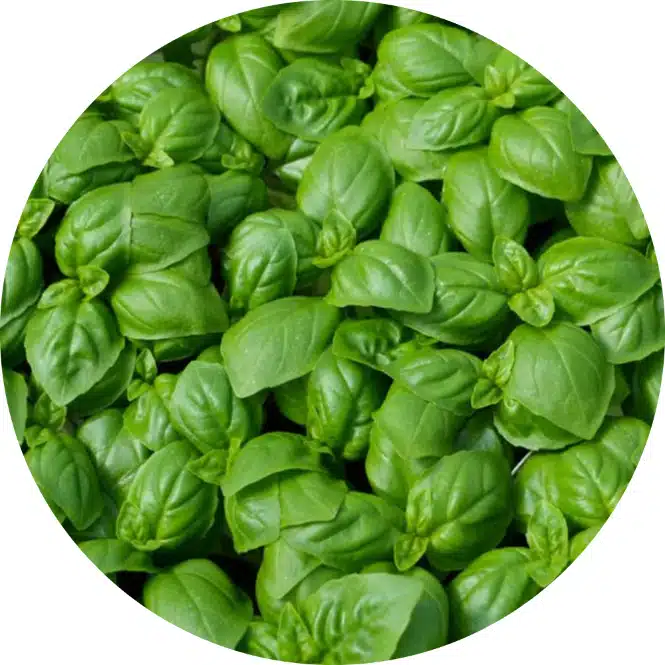 Basilicum olie