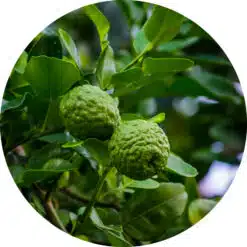 Bergamot olie