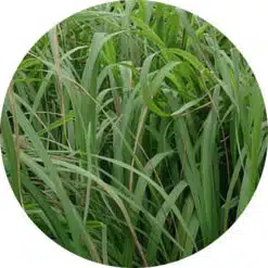 Citronella olie