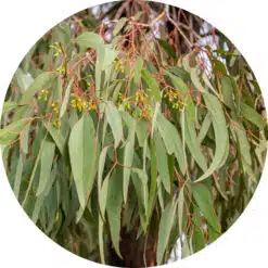 Eucalyptus olie