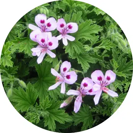 Geranium olie