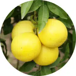 Grapefruit olie