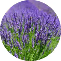 Lavendel olie