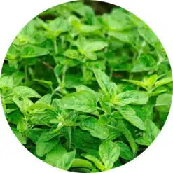 Oregano olie