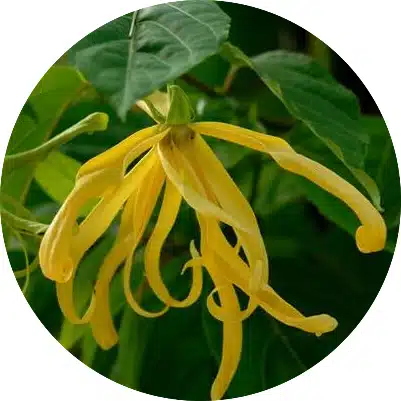 Ylang Ylang etherische olie