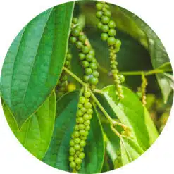 Zwarte peper olie