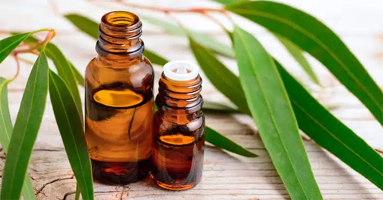 Alles wat je moet weten over etherische eucalyptus olie
